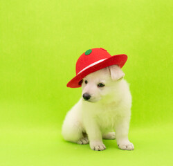Fototapeta premium funny little puppy with party costume studio portrait on isolated background