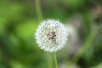 Closeup of a dandelion - Taraxacum - turned to seed on blurred green background