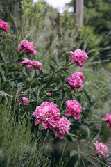 Blooming pink peonies flowers with blurred grass and lavender in green garden. Seelective focus. Summer gardening concept. Vertical composition. Beauty in nature.