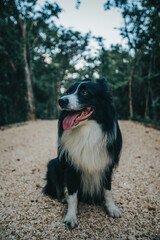 Black and white border collie sitting in a trail at the middle of tropical green forest in Tulum on a sunny morning 