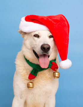 christmas dog studio portrait on isolated background