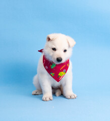 christmas cute white puppy on isolated blue background