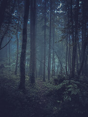 A moody forest in fog - Cork, Ireland