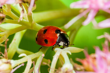 ladybird on a flower