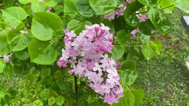 Blooming lilacs in the rain during the day