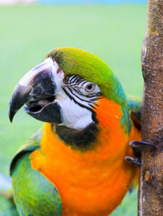 blue and yellow macaw