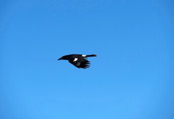 Australian Magpie (Gymnorhina tibicen)