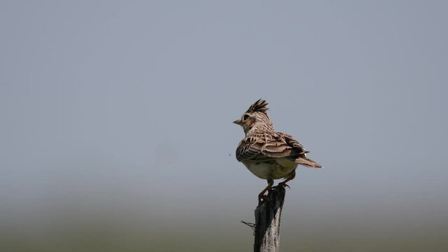 Eurasian Skylark, Alauda arvensis, in the habitat close up.