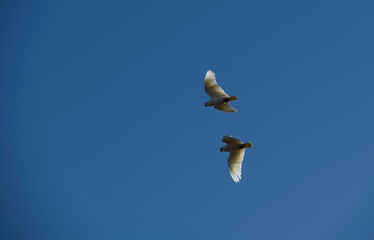 Birds flying in the sky
