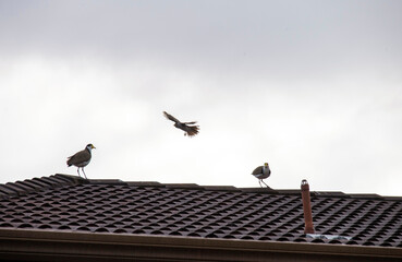 Australian Noisy Miner (Manorina melanocephala )