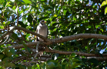 Australian Noisy Miner (Manorina melanocephala )
