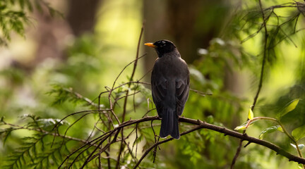 American Robin, small bird, sitting on a branch in a green forest. Spring Season. British Columbia, Canada.