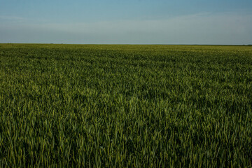 Green wheat field horizon