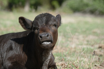 Funny calf face close up on farm in shallow depth of field with blurred background.