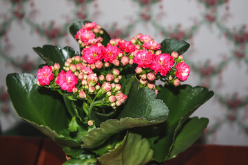 Fototapeta premium Chalanchoe Calandiva plant in bloom. House plants in floral pot.