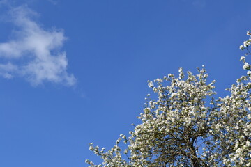 blossoming tree