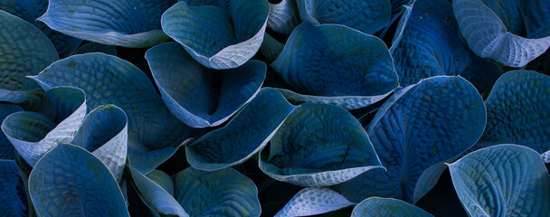 funkia leaves - deep turquoise color