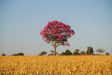 Ipê roxo, uma árvore típica do cerrado brasileiro. Handroanthus impetiginosus. Foto feita na rodovia goiana BR-153.
