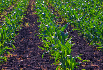  corn seedlings in rows - maize plantation