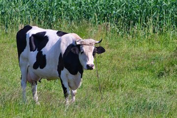 a black and white cow on the clearing