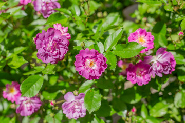 Fototapeta premium Soft purple live tea roses outdoors.