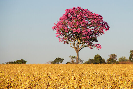 Ipê roxo, uma árvore típica do cerrado brasileiro. Handroanthus impetiginosus. Foto feita na rodovia goiana BR-153.