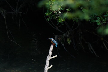 Fototapeta na wymiar kingfisher on a branch