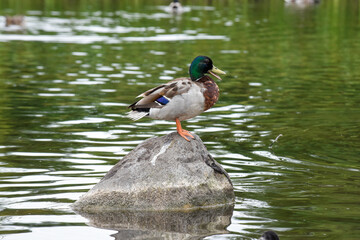 A duck stands alone on a rock with mouth open