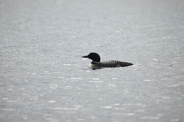 Parc Mauricie Lac Écarté 5 Juin 2022