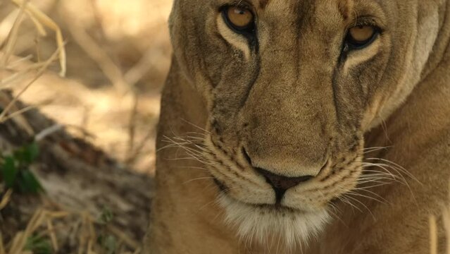 Close-up of the muzzle of a lioness to which flying insects stick: a wasp flies right into the nose, gadflies and flies crawl into the eyes. Lioness troubles in Africa wild