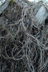 Old boards, overgrown with moss and dry grass, background location ruined wooden house. High quality photo