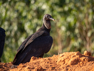 red billed hornbill. Urubu da cabeça preta. The black vulture is a species of cathartiform bird in the Cathartidae family, belonging to the New World vulture group.