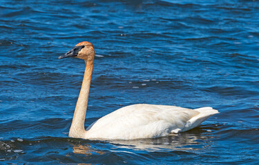 Trumpeter Swan in a North Woods Lake