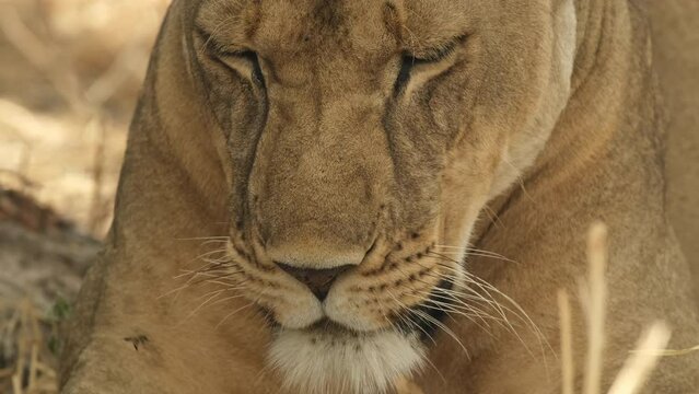 Close-up of the muzzle of a lioness to which flying insects stick: a wasp flies right into the nose, gadflies and flies crawl into the eyes. Lioness troubles in Africa wild