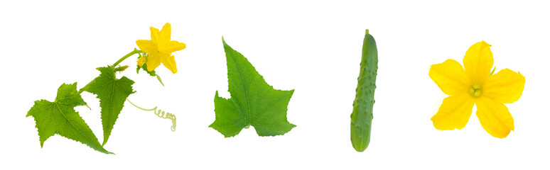set of cucumber plant parts, leaf, flower, cucumber and a branch of a flowering cucumber