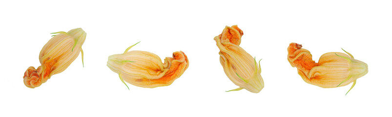Fototapeta na wymiar zucchini flowers from different angles close-up, blooming zucchini