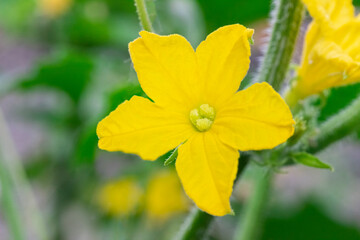 cucumber flower close-up, blooming cucumber