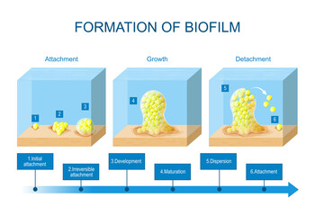 biofilm formation. stages of biofilm development. Life cycle of bacteria - obrazy, fototapety, plakaty