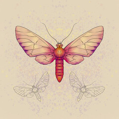 Mariposa rosada y naranja con fondo salpicado. Libélula colorida sobre fondo tierra.