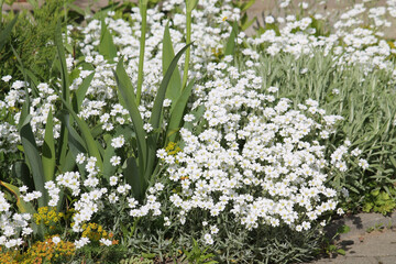 White flowers of boreal chickweed (Cerastium biebersteinii) plant in garden