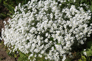 White flowers of boreal chickweed (Cerastium biebersteinii) plant in garden