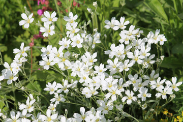 White flowers of boreal chickweed (Cerastium biebersteinii) plant close-up in garden