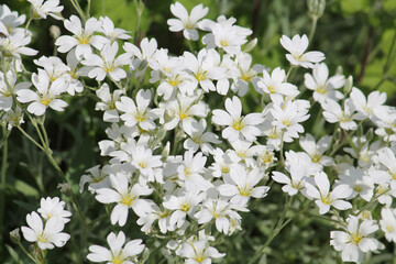 White flowers of boreal chickweed (Cerastium biebersteinii) plant close-up in garden