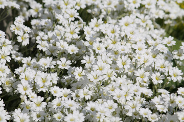 White flowers of boreal chickweed (Cerastium biebersteinii) plant close-up in garden