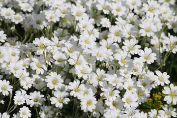 White flowers of boreal chickweed (Cerastium biebersteinii) plant close-up in garden