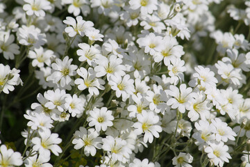 White flowers of boreal chickweed (Cerastium biebersteinii) plant close-up in garden