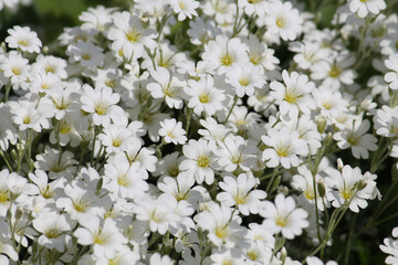 White flowers of boreal chickweed (Cerastium biebersteinii) plant close-up in garden