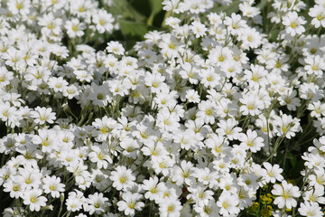 White flowers of boreal chickweed (Cerastium biebersteinii) plant close-up in garden