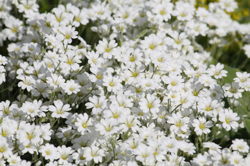 White flowers of boreal chickweed (Cerastium biebersteinii) plant close-up in garden