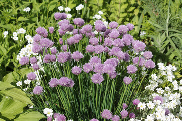 Fototapeta premium Purple flowers of Chives plant (Allium schoenoprasum) close-up in summer garden